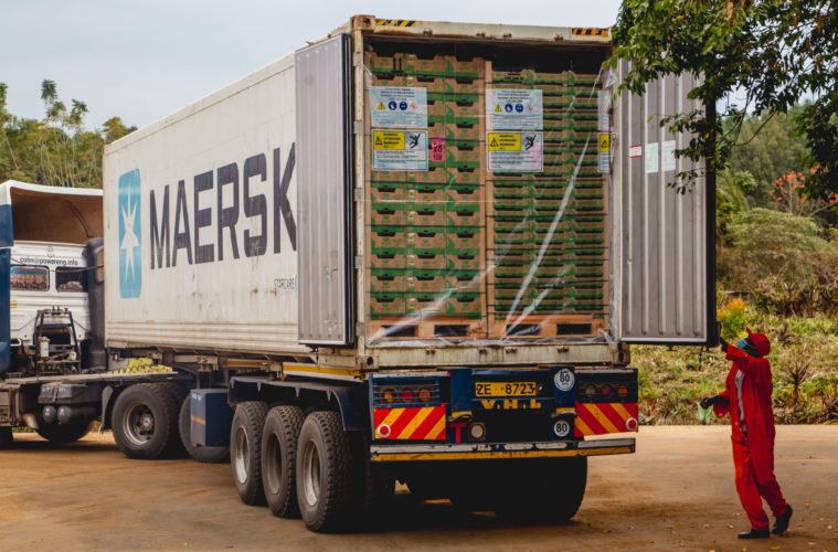 https://kangafruits.com/wp-content/uploads/2024/07/A-China-bound-fresh-avocados-container-load-is-prepared-before-departure-for-the-port-of-Mombasa-at-Kakuzi-Plc-Packhouse-759x500-2.jpg?utm_source=chatgpt.com